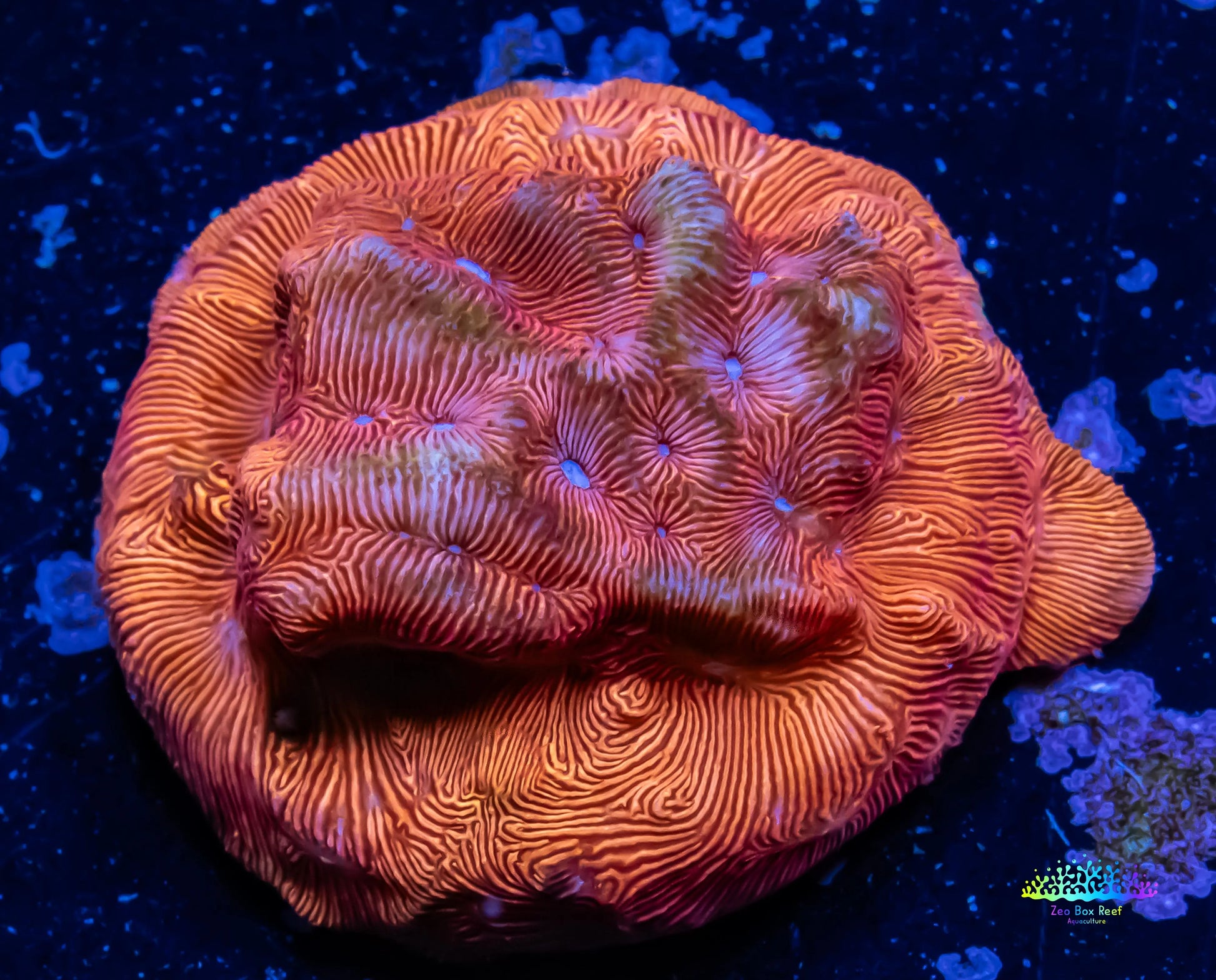 Leptoseris Coral - LPS - Frag- Jack - O - Lantern Lepto Leptoseris Coral - LPS - Frag- Jack - O - Lantern Lepto Pet Supplies Leptoseris Coral - LPS - Frag- Jack - O - Lantern Lepto Zeo Box Reef