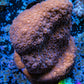 Leptoseris Coral -  WYSIWYG 4cm Leptoseris Coral -  WYSIWYG 4cm Pet Supplies Leptoseris Coral -  WYSIWYG 4cm Zeo Box Reef