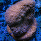 Leptoseris Coral -  WYSIWYG 4cm Leptoseris Coral -  WYSIWYG 4cm Pet Supplies Leptoseris Coral -  WYSIWYG 4cm Zeo Box Reef