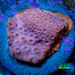 Leptoseris Coral -  WYSIWYG Lepto Frag Leptoseris Coral -  WYSIWYG Lepto Frag Pet Supplies Leptoseris Coral -  WYSIWYG Lepto Frag Zeo Box Reef