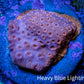 Leptoseris Coral -  WYSIWYG Lepto Frag Leptoseris Coral -  WYSIWYG Lepto Frag Pet Supplies Leptoseris Coral -  WYSIWYG Lepto Frag Zeo Box Reef