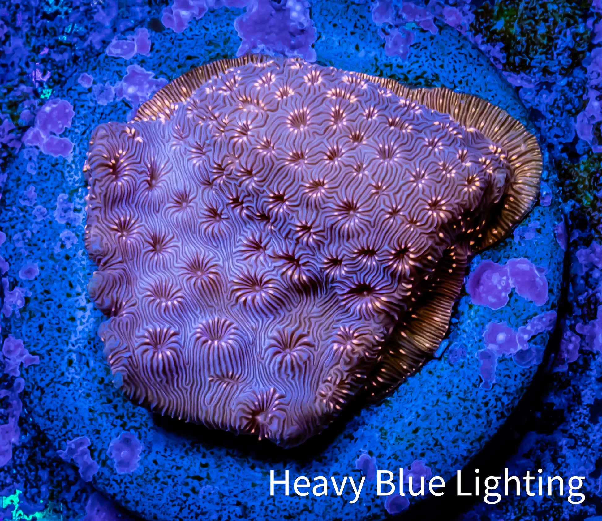 Leptoseris Coral -  WYSIWYG Lepto Frag Leptoseris Coral -  WYSIWYG Lepto Frag Pet Supplies Leptoseris Coral -  WYSIWYG Lepto Frag Zeo Box Reef