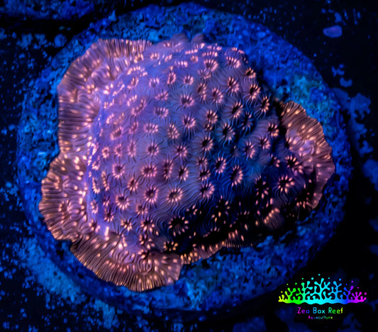 Leptoseris Coral -  WYSIWYG Lepto Frag Leptoseris Coral -  WYSIWYG Lepto Frag Pet Supplies Leptoseris Coral -  WYSIWYG Lepto Frag Zeo Box Reef