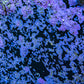 Live Coralline Algae Starter Culture Live Coralline Algae Starter Culture Macro Algae Live Coralline Algae Starter Culture Zeo Box Reef