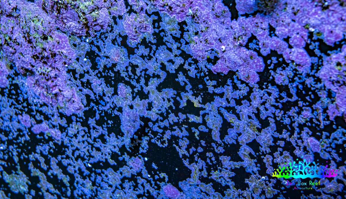 Live Coralline Algae Starter Culture Live Coralline Algae Starter Culture Macro Algae Live Coralline Algae Starter Culture Zeo Box Reef
