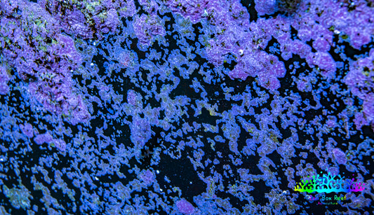 Live Coralline Algae Starter Culture Live Coralline Algae Starter Culture Macro Algae Live Coralline Algae Starter Culture Zeo Box Reef