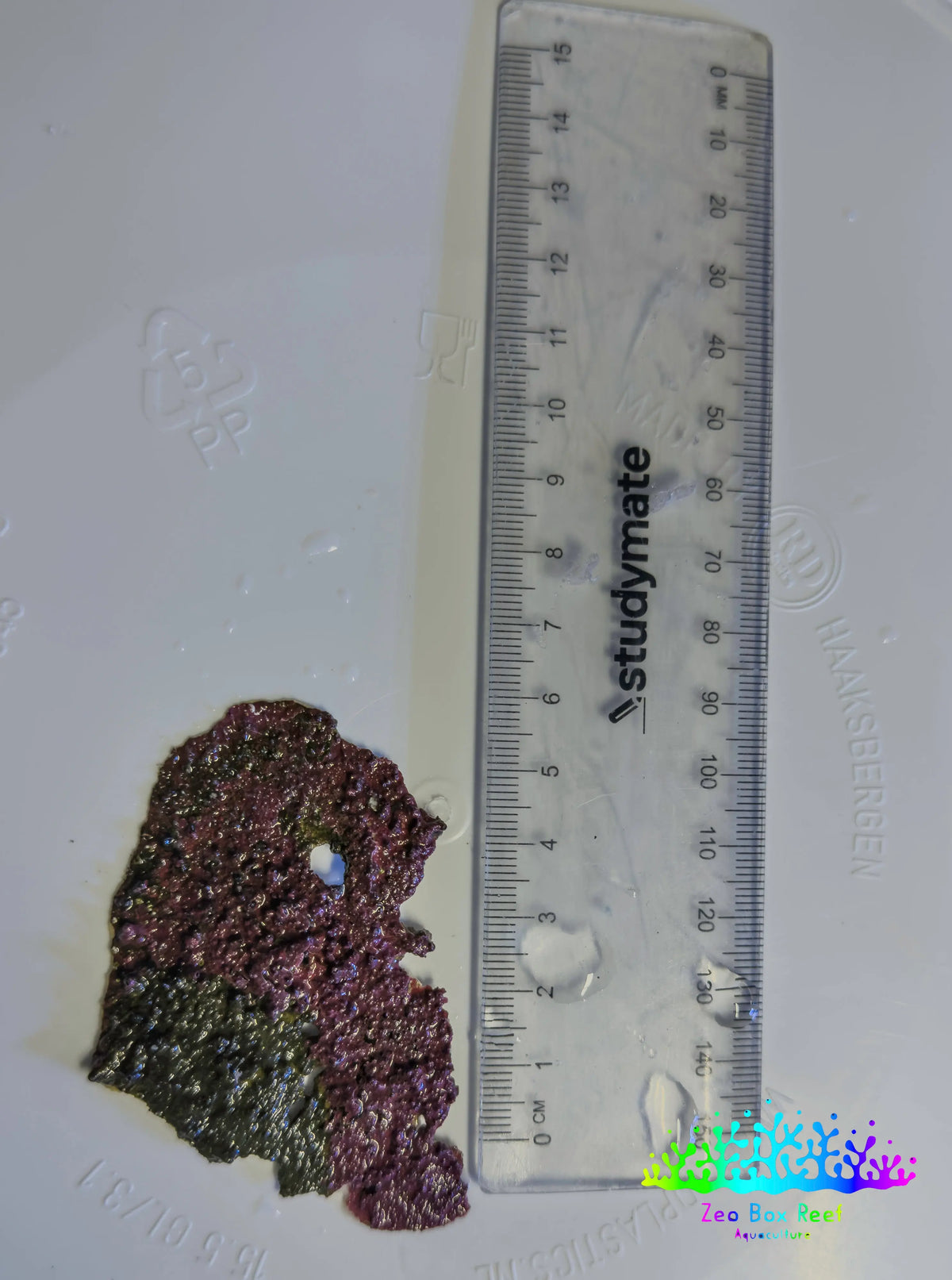 Live Coralline Algae Starter Culture Live Coralline Algae Starter Culture Macro Algae Live Coralline Algae Starter Culture Zeo Box Reef