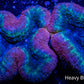 Lobophyllia - Lobo Coral WYSIWYG -10cm Lobophyllia - Lobo Coral WYSIWYG -10cm LPS Lobophyllia - Lobo Coral WYSIWYG -10cm Zeo Box Reef