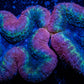 Lobophyllia - Lobo Coral WYSIWYG -10cm Lobophyllia - Lobo Coral WYSIWYG -10cm LPS Lobophyllia - Lobo Coral WYSIWYG -10cm Zeo Box Reef