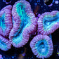 Lobophyllia - Lobo Coral WYSIWYG 12cm Lobophyllia - Lobo Coral WYSIWYG 12cm LPS Lobophyllia - Lobo Coral WYSIWYG 12cm Zeo Box Reef