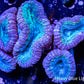 Lobophyllia - Lobo Coral WYSIWYG 12cm Lobophyllia - Lobo Coral WYSIWYG 12cm LPS Lobophyllia - Lobo Coral WYSIWYG 12cm Zeo Box Reef