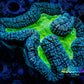 Lobophyllia - Lobo Coral WYSIWYG -  12cm Lobophyllia - Lobo Coral WYSIWYG -  12cm LPS Lobophyllia - Lobo Coral WYSIWYG -  12cm Zeo Box Reef