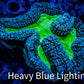 Lobophyllia - Lobo Coral WYSIWYG -  12cm Lobophyllia - Lobo Coral WYSIWYG -  12cm LPS Lobophyllia - Lobo Coral WYSIWYG -  12cm Zeo Box Reef