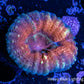 Lobophyllia - Lobo Coral WYSIWYG -3cm Lobophyllia - Lobo Coral WYSIWYG -3cm LPS Lobophyllia - Lobo Coral WYSIWYG -3cm Zeo Box Reef