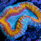 Lobophyllia - Lobo Coral WYSIWYG 5cm Lobophyllia - Lobo Coral WYSIWYG 5cm LPS Lobophyllia - Lobo Coral WYSIWYG 5cm Zeo Box Reef