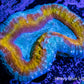 Lobophyllia - Lobo Coral WYSIWYG 5cm Lobophyllia - Lobo Coral WYSIWYG 5cm LPS Lobophyllia - Lobo Coral WYSIWYG 5cm Zeo Box Reef
