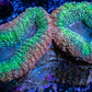 Lobophyllia - Lobo Coral WYSIWYG 5cm Lobophyllia - Lobo Coral WYSIWYG 5cm LPS Lobophyllia - Lobo Coral WYSIWYG 5cm Zeo Box Reef