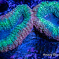 Lobophyllia - Lobo Coral WYSIWYG 5cm Lobophyllia - Lobo Coral WYSIWYG 5cm LPS Lobophyllia - Lobo Coral WYSIWYG 5cm Zeo Box Reef