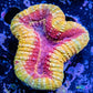 Lobophyllia - Lobo Coral WYSIWYG 5cm Lobophyllia - Lobo Coral WYSIWYG 5cm LPS Lobophyllia - Lobo Coral WYSIWYG 5cm Zeo Box Reef
