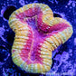 Lobophyllia - Lobo Coral WYSIWYG 5cm Lobophyllia - Lobo Coral WYSIWYG 5cm LPS Lobophyllia - Lobo Coral WYSIWYG 5cm Zeo Box Reef