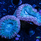 Lobophyllia - Lobo Coral WYSIWYG 5cm Lobophyllia - Lobo Coral WYSIWYG 5cm LPS Lobophyllia - Lobo Coral WYSIWYG 5cm Zeo Box Reef