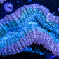 Lobophyllia - Lobo Coral WYSIWYG 5cm Lobophyllia - Lobo Coral WYSIWYG 5cm LPS Lobophyllia - Lobo Coral WYSIWYG 5cm Zeo Box Reef