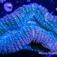 Lobophyllia - Lobo Coral WYSIWYG 5cm Lobophyllia - Lobo Coral WYSIWYG 5cm LPS Lobophyllia - Lobo Coral WYSIWYG 5cm Zeo Box Reef