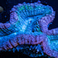 Lobophyllia - Lobo Coral WYSIWYG 5cm Lobophyllia - Lobo Coral WYSIWYG 5cm LPS Lobophyllia - Lobo Coral WYSIWYG 5cm Zeo Box Reef