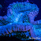 Lobophyllia - Lobo Coral WYSIWYG 5cm Lobophyllia - Lobo Coral WYSIWYG 5cm LPS Lobophyllia - Lobo Coral WYSIWYG 5cm Zeo Box Reef