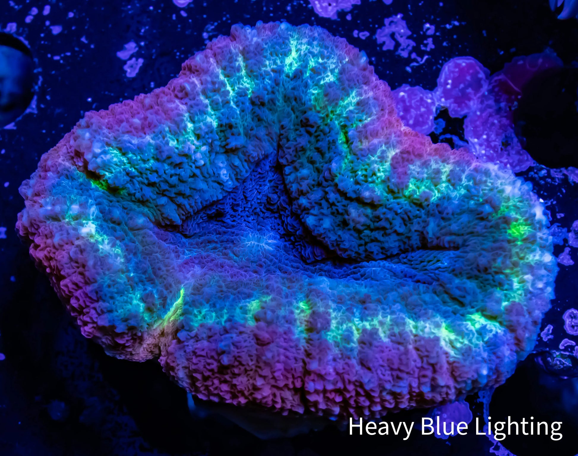 Lobophyllia - Lobo Coral WYSIWYG -  5cm Lobophyllia - Lobo Coral WYSIWYG -  5cm LPS Lobophyllia - Lobo Coral WYSIWYG -  5cm Zeo Box Reef