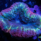 Lobophyllia - Lobo Coral WYSIWYG -  5cm Lobophyllia - Lobo Coral WYSIWYG -  5cm LPS Lobophyllia - Lobo Coral WYSIWYG -  5cm Zeo Box Reef