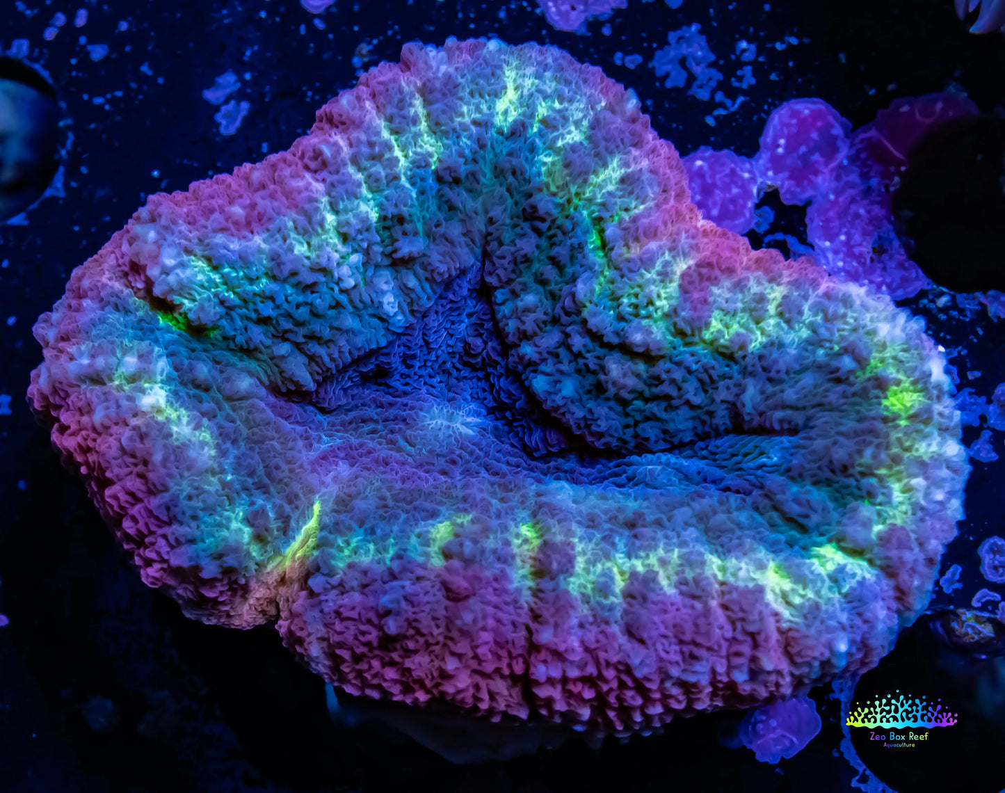 Lobophyllia - Lobo Coral WYSIWYG -  5cm Lobophyllia - Lobo Coral WYSIWYG -  5cm LPS Lobophyllia - Lobo Coral WYSIWYG -  5cm Zeo Box Reef