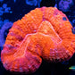 Lobophyllia - Lobo Coral WYSIWYG -  5cm Lobophyllia - Lobo Coral WYSIWYG -  5cm LPS Lobophyllia - Lobo Coral WYSIWYG -  5cm Zeo Box Reef