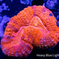 Lobophyllia - Lobo Coral WYSIWYG -  5cm Lobophyllia - Lobo Coral WYSIWYG -  5cm LPS Lobophyllia - Lobo Coral WYSIWYG -  5cm Zeo Box Reef