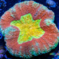 Lobophyllia - Lobo Coral WYSIWYG 6cm Lobophyllia - Lobo Coral WYSIWYG 6cm LPS Lobophyllia - Lobo Coral WYSIWYG 6cm Zeo Box Reef