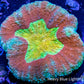 Lobophyllia - Lobo Coral WYSIWYG 6cm Lobophyllia - Lobo Coral WYSIWYG 6cm LPS Lobophyllia - Lobo Coral WYSIWYG 6cm Zeo Box Reef