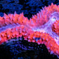 Lobophyllia - Lobo Coral WYSIWYG 6cm Lobophyllia - Lobo Coral WYSIWYG 6cm LPS Lobophyllia - Lobo Coral WYSIWYG 6cm Zeo Box Reef