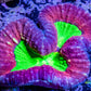 Lobophyllia - Lobo Coral WYSIWYG 7cm Lobophyllia - Lobo Coral WYSIWYG 7cm LPS Lobophyllia - Lobo Coral WYSIWYG 7cm Zeo Box Reef