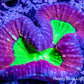 Lobophyllia - Lobo Coral WYSIWYG 7cm Lobophyllia - Lobo Coral WYSIWYG 7cm LPS Lobophyllia - Lobo Coral WYSIWYG 7cm Zeo Box Reef