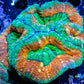 Lobophyllia - Lobo Coral WYSIWYG 7cm Lobophyllia - Lobo Coral WYSIWYG 7cm LPS Lobophyllia - Lobo Coral WYSIWYG 7cm Zeo Box Reef