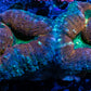 Lobophyllia - Lobo Coral WYSIWYG 7cm Lobophyllia - Lobo Coral WYSIWYG 7cm LPS Lobophyllia - Lobo Coral WYSIWYG 7cm Zeo Box Reef