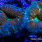Lobophyllia - Lobo Coral WYSIWYG 7cm Lobophyllia - Lobo Coral WYSIWYG 7cm LPS Lobophyllia - Lobo Coral WYSIWYG 7cm Zeo Box Reef