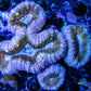 Lobophyllia - Lobo Coral WYSIWYG 7cm Lobophyllia - Lobo Coral WYSIWYG 7cm LPS Lobophyllia - Lobo Coral WYSIWYG 7cm Zeo Box Reef