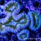 Lobophyllia - Lobo Coral WYSIWYG 7cm Lobophyllia - Lobo Coral WYSIWYG 7cm LPS Lobophyllia - Lobo Coral WYSIWYG 7cm Zeo Box Reef