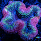 Lobophyllia - Lobo Coral WYSIWYG -  7cm Lobophyllia - Lobo Coral WYSIWYG -  7cm LPS Lobophyllia - Lobo Coral WYSIWYG -  7cm Zeo Box Reef
