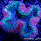 Lobophyllia - Lobo Coral WYSIWYG -  7cm Lobophyllia - Lobo Coral WYSIWYG -  7cm LPS Lobophyllia - Lobo Coral WYSIWYG -  7cm Zeo Box Reef