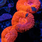 Lobophyllia - Lobo Coral WYSIWYG -  7cm Lobophyllia - Lobo Coral WYSIWYG -  7cm LPS Lobophyllia - Lobo Coral WYSIWYG -  7cm Zeo Box Reef