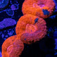 Lobophyllia - Lobo Coral WYSIWYG -  7cm Lobophyllia - Lobo Coral WYSIWYG -  7cm LPS Lobophyllia - Lobo Coral WYSIWYG -  7cm Zeo Box Reef