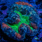 Lobophyllia - Lobo Coral WYSIWYG -  7cm Lobophyllia - Lobo Coral WYSIWYG -  7cm LPS Lobophyllia - Lobo Coral WYSIWYG -  7cm Zeo Box Reef
