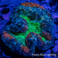 Lobophyllia - Lobo Coral WYSIWYG -  7cm Lobophyllia - Lobo Coral WYSIWYG -  7cm LPS Lobophyllia - Lobo Coral WYSIWYG -  7cm Zeo Box Reef